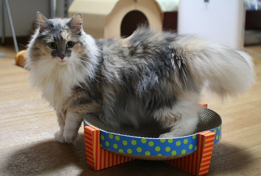 05-509.jpg
