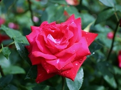 6-926.jpg