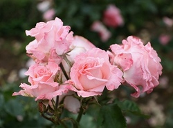 6-928.jpg