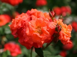 6-930.jpg