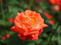 6-931.jpg