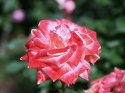 6-939.jpg