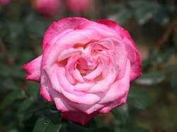 6-940.jpg