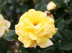 6-945.jpg