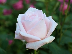6-946.jpg