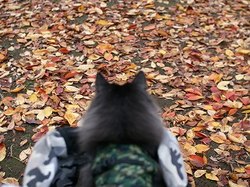 9-238.jpg